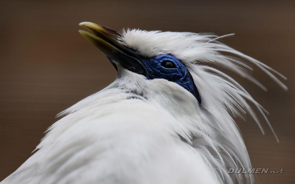 Bali starling (Leucopsar rothschildi)